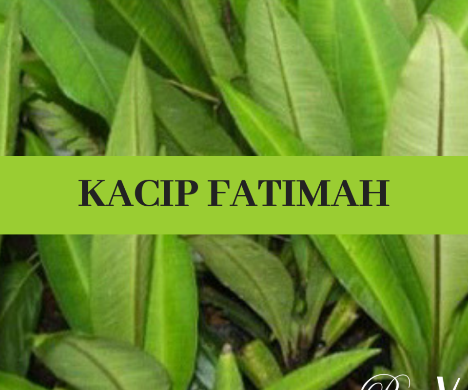 Tanaman Herbal Kacip Fatimah